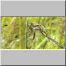 Sympetrum danae - Schwarze Heidelibelle jung-m02.jpg